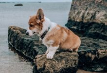 What Is a Cowboy Corgi? Everything You Need to Know