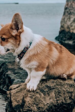 What Is a Cowboy Corgi? Everything You Need to Know