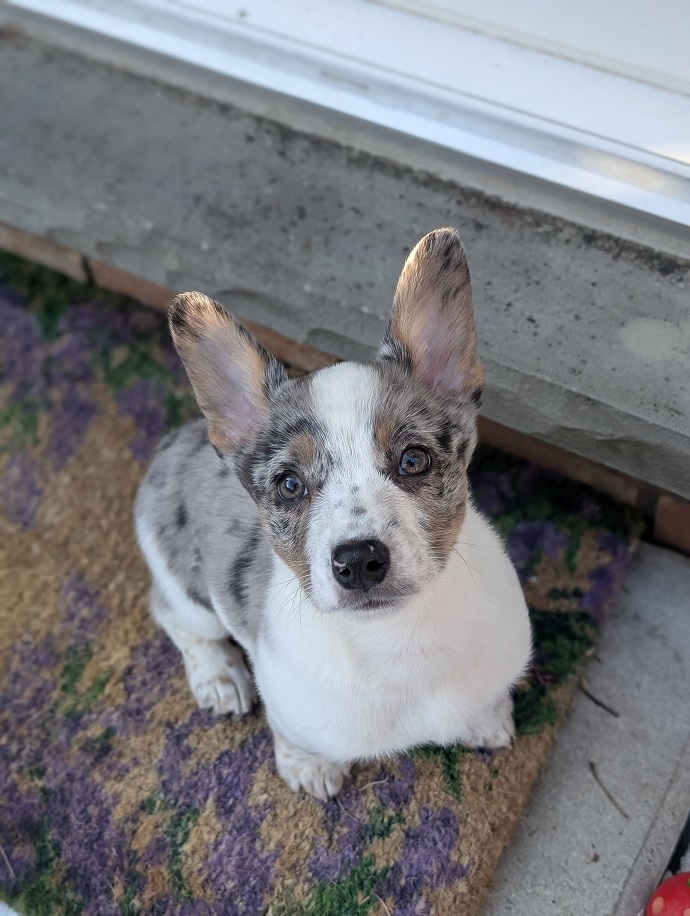 What Is a Cowboy Corgi? Everything You Need to Know