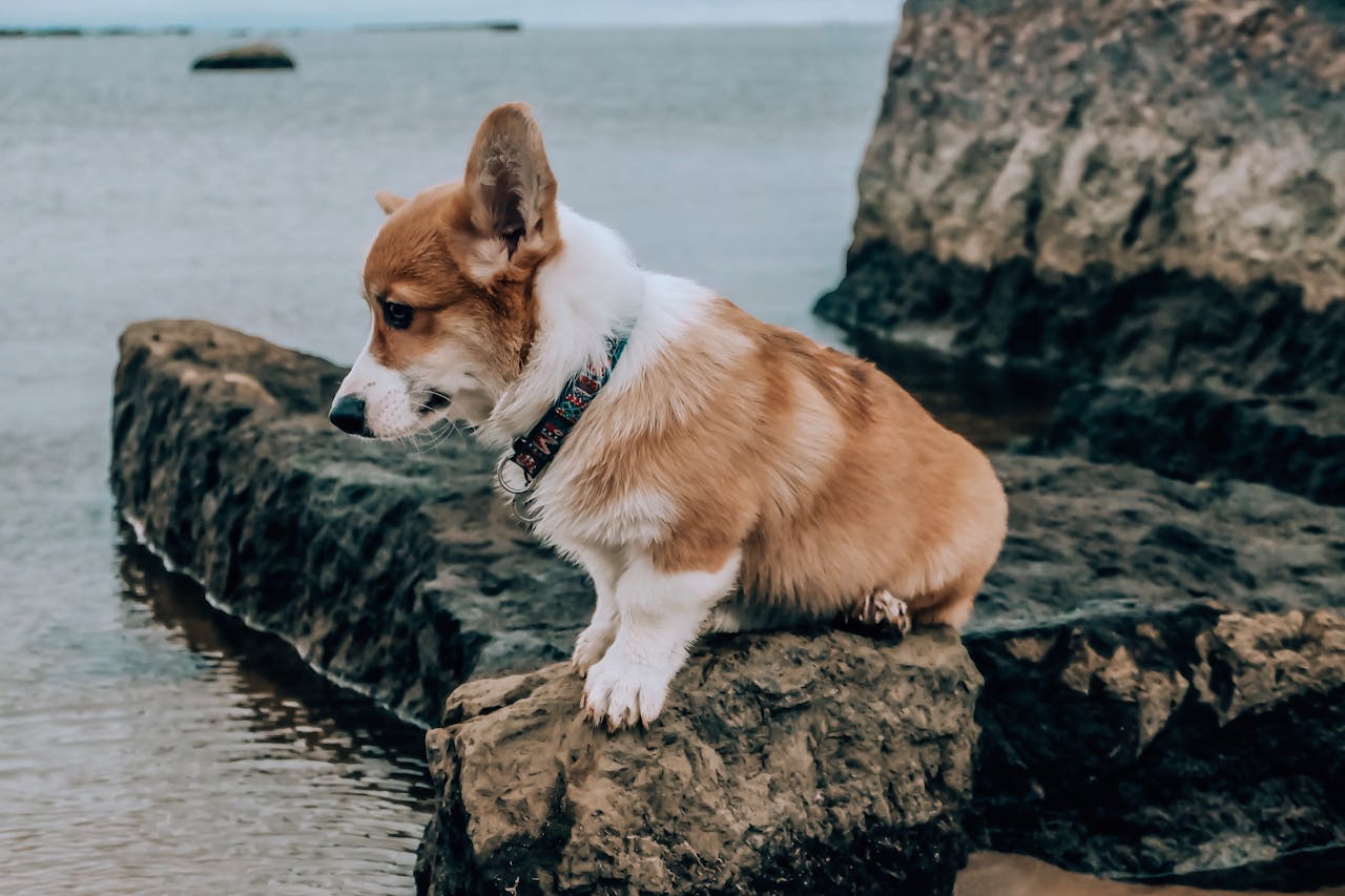 Cowboy Corgi Guide: Traits, Care, and Personality