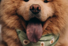 cute chow chow - dumbest dog breeds