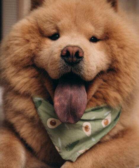 cute chow chow - dumbest dog breeds