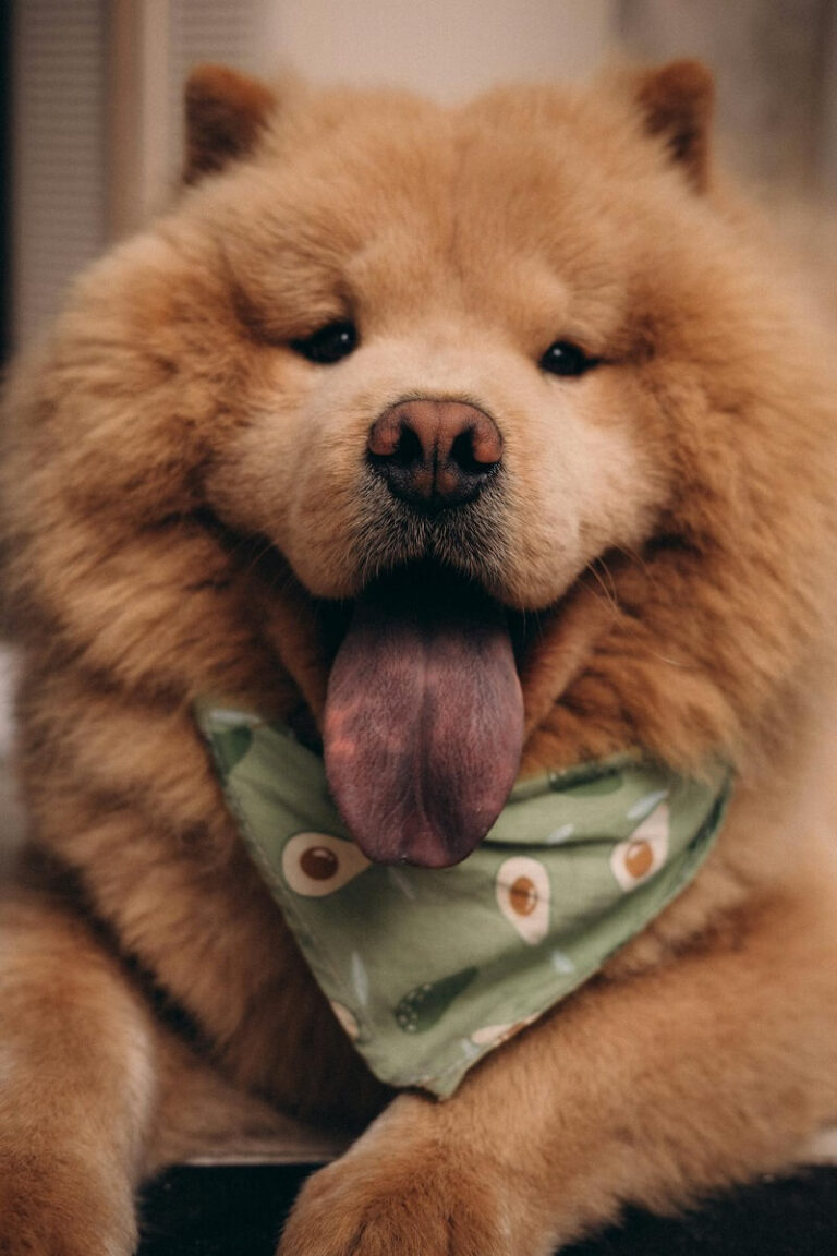12 Dumbest Dog Breeds We Absolutely Adore