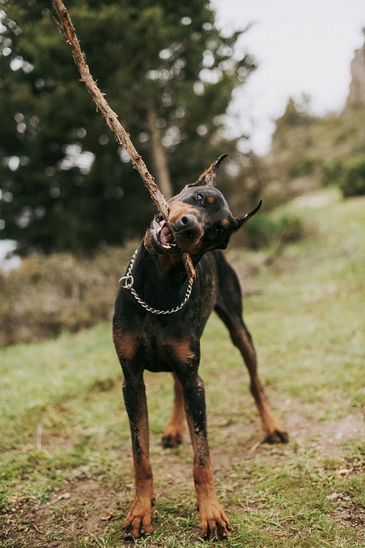 Doberman Pinscher - smart dog breed