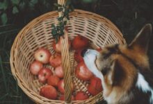 Can Dogs Eat Apples? A Dog Mama’s Guide to This Crunchy Snack