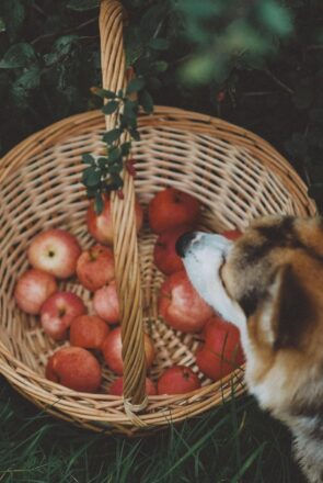 Can Dogs Eat Apples? A Dog Mama’s Guide to This Crunchy Snack