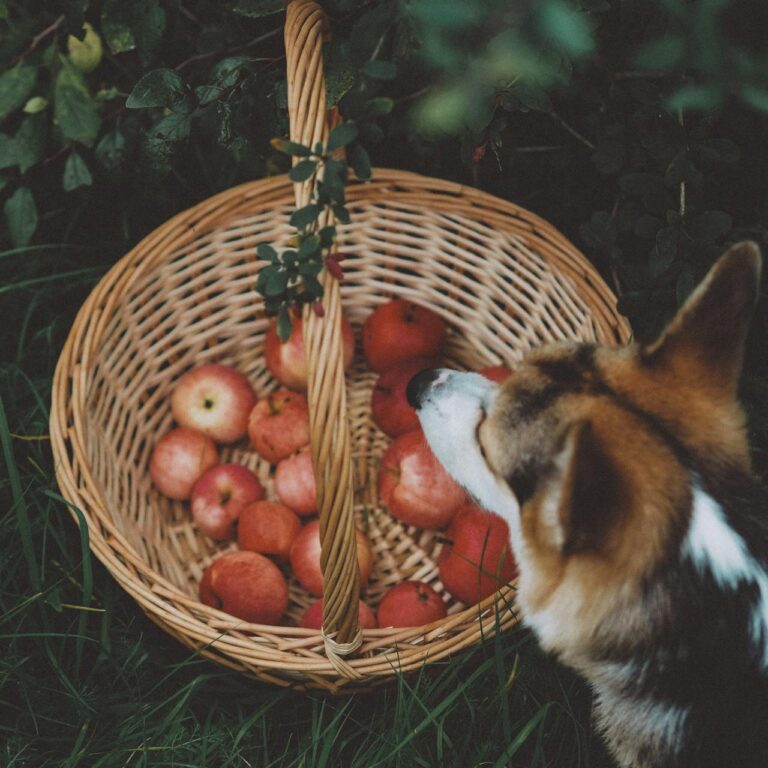Can Dogs Eat Apples? A Dog Mama’s Guide to This Crunchy Snack