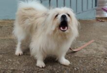 Do Dogs Ever Get Tired of Barking?