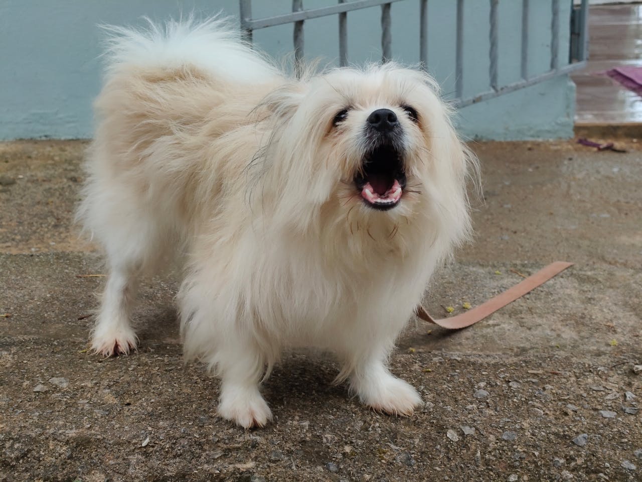 Do Dogs Get Tired of Barking? Causes & Signs of Fatigue