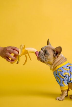 Can Dogs Eat Bananas? A Simple Guide for Pet Parents