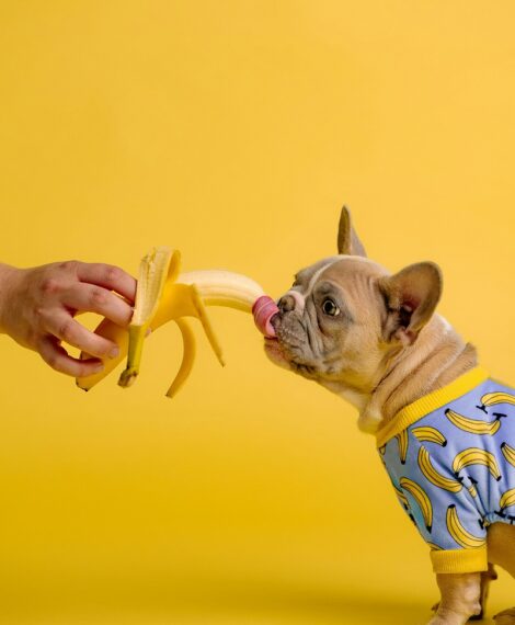 Can Dogs Eat Bananas? A Simple Guide for Pet Parents