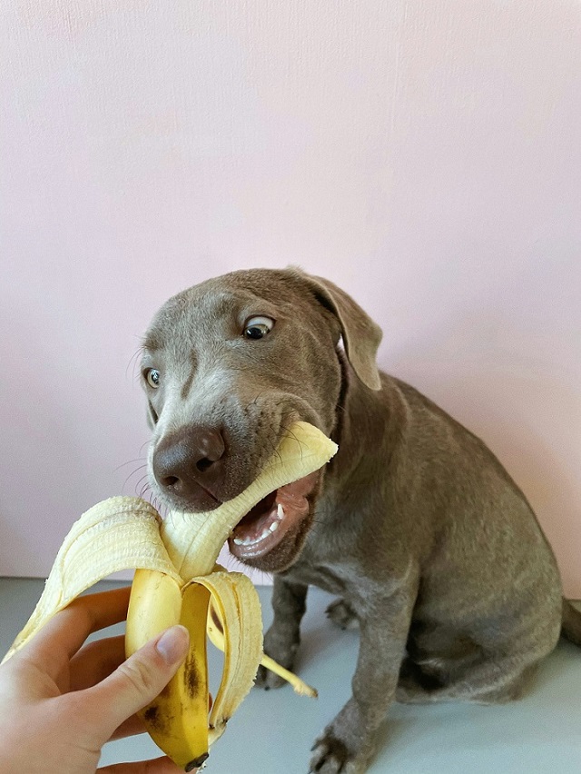 Can Dogs Eat Bananas? A Simple Guide for Pet Parents