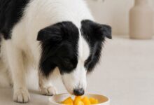 can dogs eat mango?