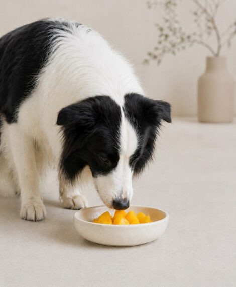 can dogs eat mango?