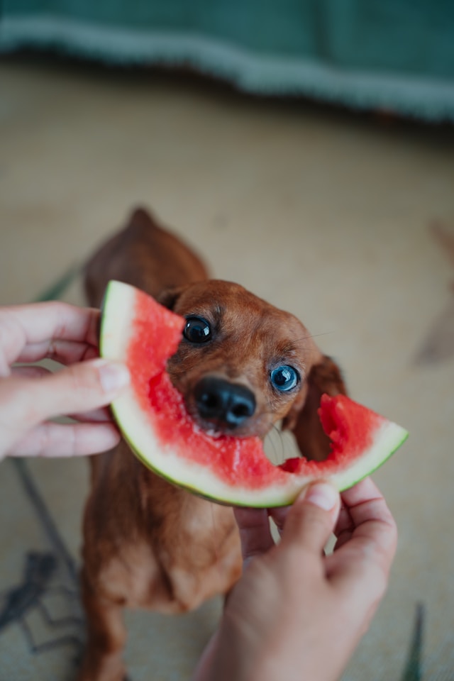 can dogs have watermelon