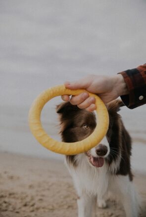 Dog Toys Shopping Guide: How to Choose the Right Toys