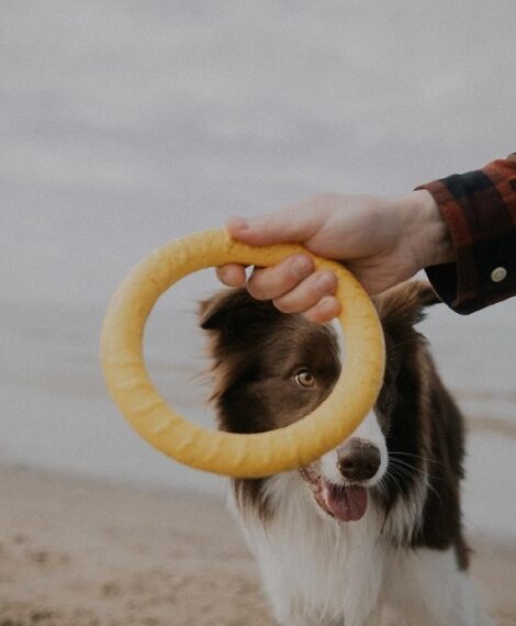 Dog Toys Shopping Guide: How to Choose the Right Toys