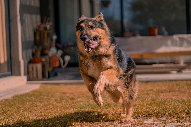 German Shepherd - smart dog breed