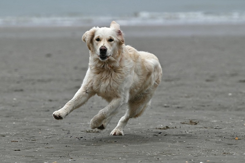 Golden Retriever - smart dog breed