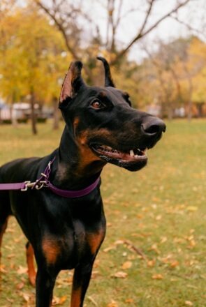 75 Best Guard Dog Names: Tough, Spooky & Ironic Choices