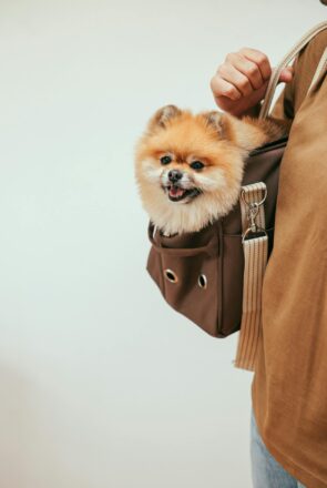 Buying Guide: How to Pick the Best Dog Carrier