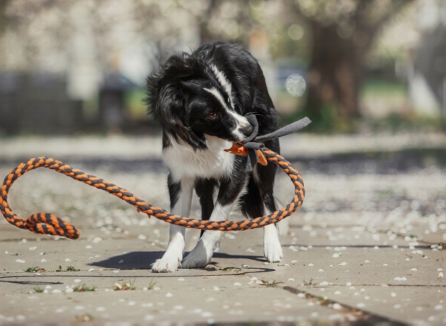 Double Handle Rope Toy