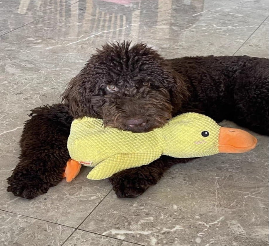 Durable Duck | Tough Toy for Non-Stop Biters