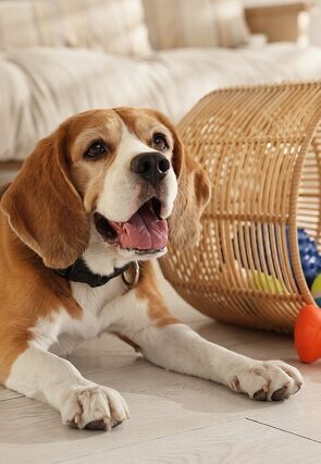 Best Indoor Toys for High-Energy Dogs That Keep Them Engaged