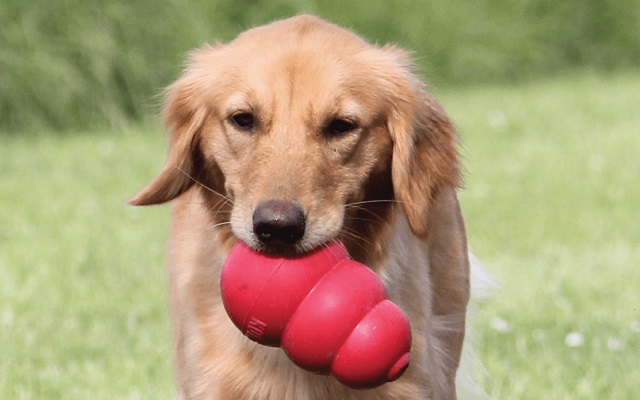 KONG Classic Stuffable Dog Toy