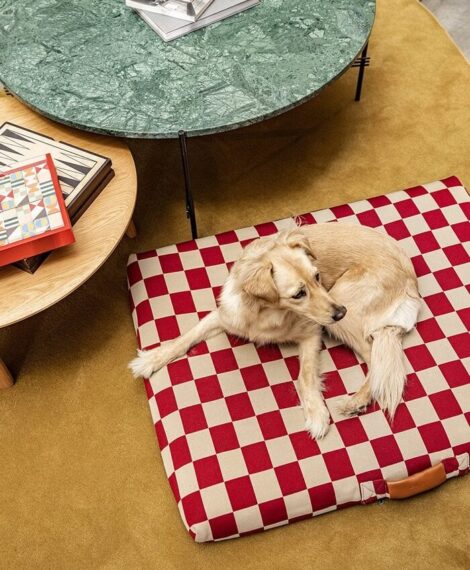 the best dog beds