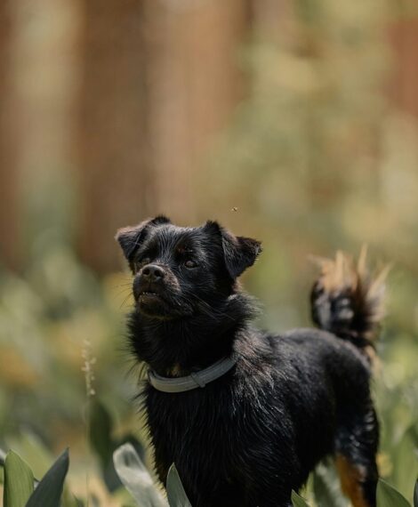 Small fluffy black dog wearing a collar standing in a lush green forest, showcasing an outdoor pet lifestyle.