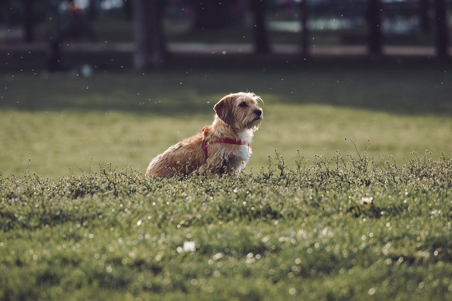 Natural Bug Repellents for Your Dog