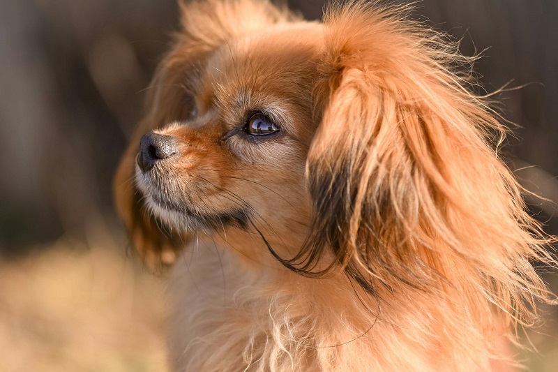 Papillon - smart dog breed
