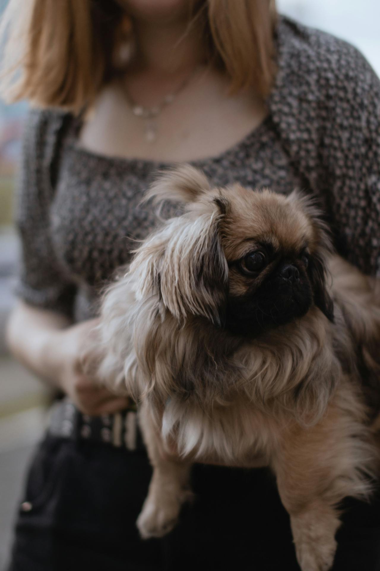 Pekingese - least intelligent dog breeds