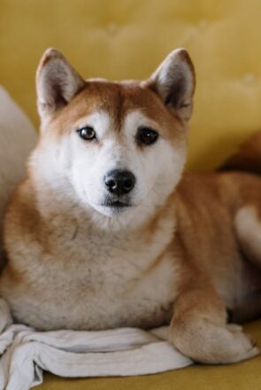 Living With Dogs: Managing Pet Hair, Dander, and Odors at Home