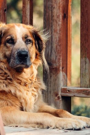 The Crisis Of Muscle Loss In Aging Dogs