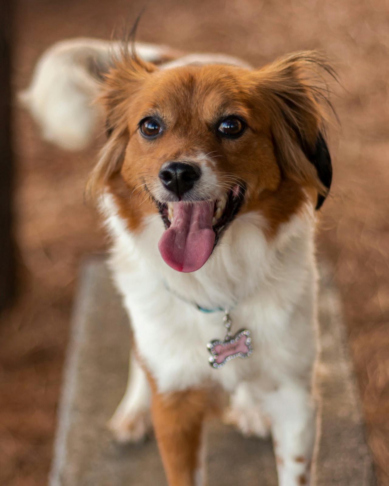 Do Dogs Ever Get Tired of Barking?