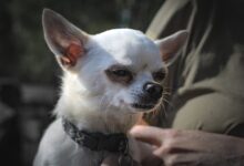 why do chihuahuas get so angry