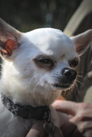 why do chihuahuas get so angry