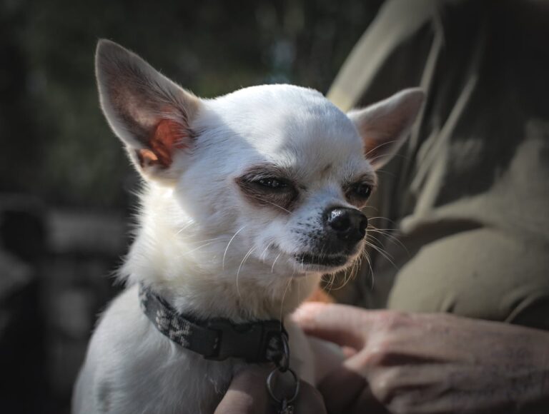 Why Are Chihuahuas Aggressive?