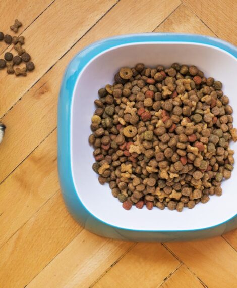 Best Dog Food for Picky Eaters in 2026