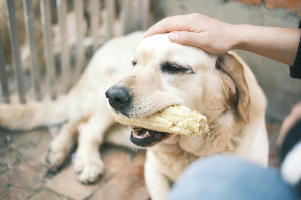 Can My Dog Eat Corn?