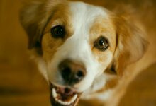 Do Dogs Ever Get Tired of Barking?