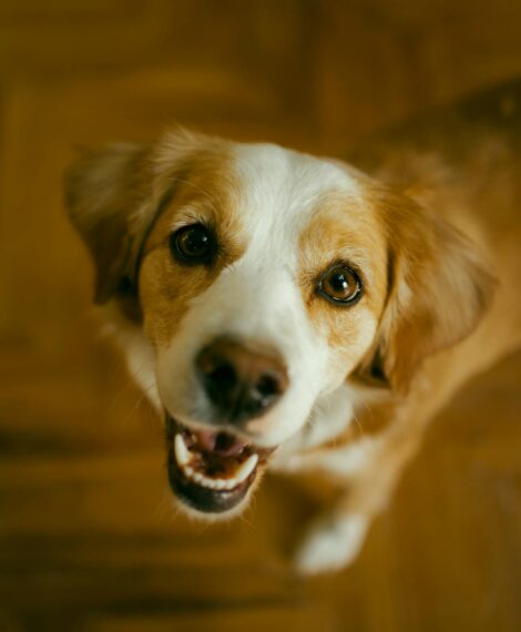 Do Dogs Ever Get Tired of Barking?