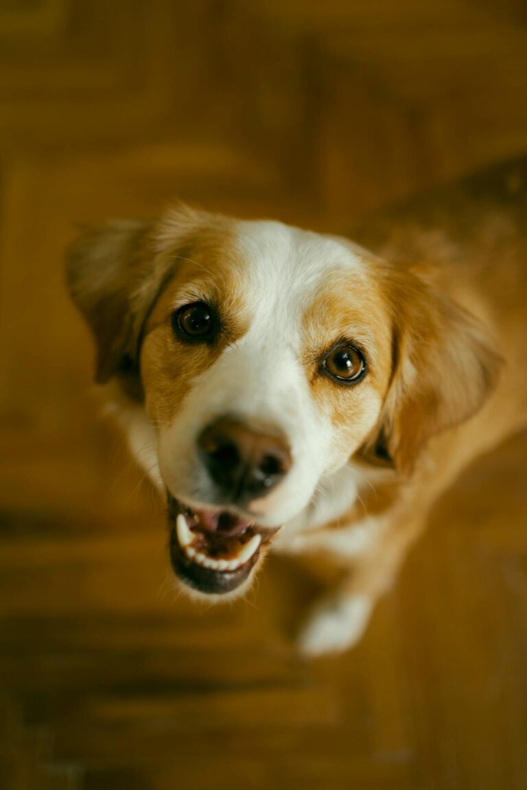 Do Dogs Get Tired of Barking?