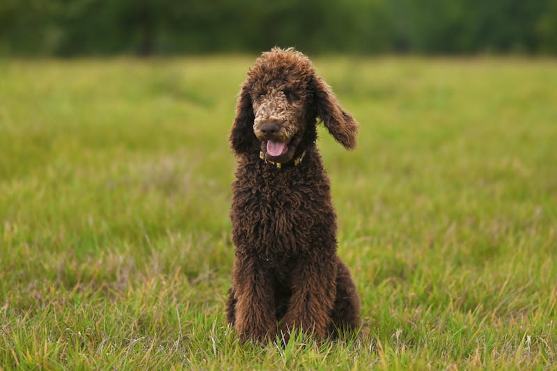 Poodle - smart dog breed