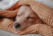 Why Is My Puppy Breathing So Fast While Sleeping?