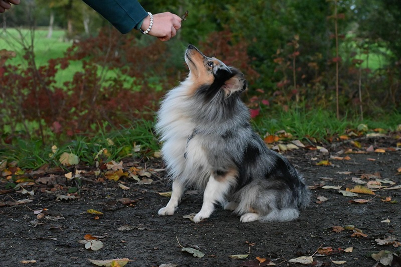 Shetland Sheepdog - smart dog breed