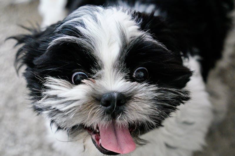 Shih Tzu - least intelligent dog breeds