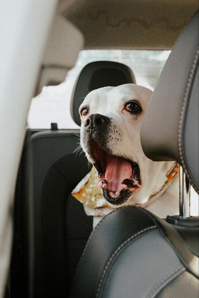 travelling with pets- a dog in the car